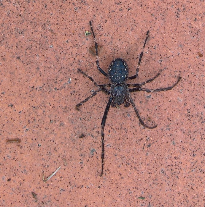 Welke spin is dit? Ik heb een vraag (2023) Welke spin is dit? Ik heb een vraag (2023)